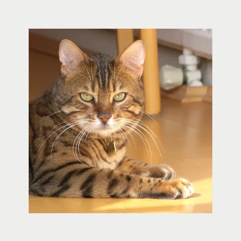 作者选取的猫正响应示例